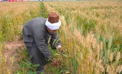 India Becomes a New Source of Wheat for Egyptians