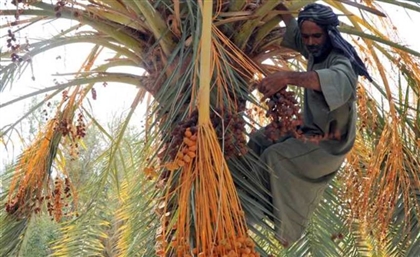 World's Largest Palm Tree Farm to Be Planted in Toshka