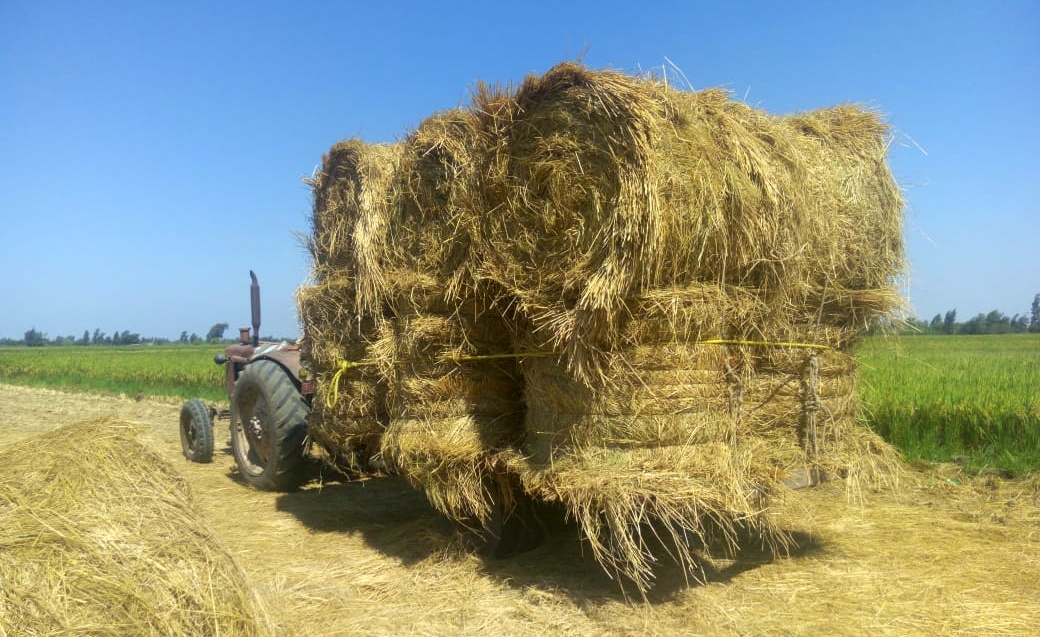 Egypt Announces Nationwide Initiative to Recycle Rice Straw to Reduce Air Pollution