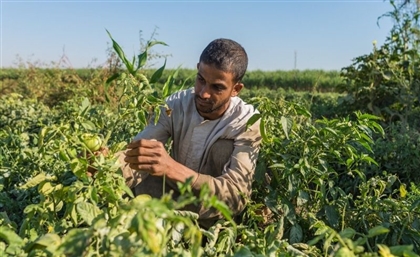 Egyptian Food security Project Named Among Top 5 at WSIS Competition