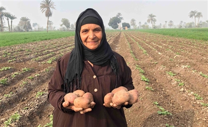 Egypt Directs $486M of Funding to Projects Combating Food Insecurity