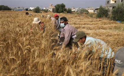 Egypt Elected Member of Committee on World Food Security