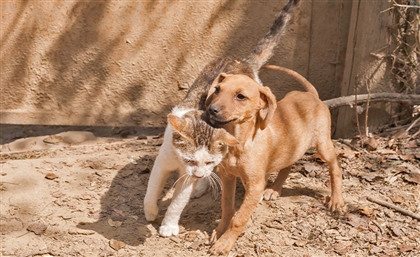 Leaf Animals is Egypt's First Pet Adoption Website