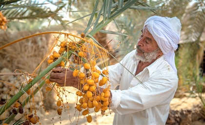 Save the 'Date' for the Egypt International Date Palm Festival in Siwa